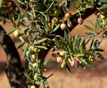 olivere
